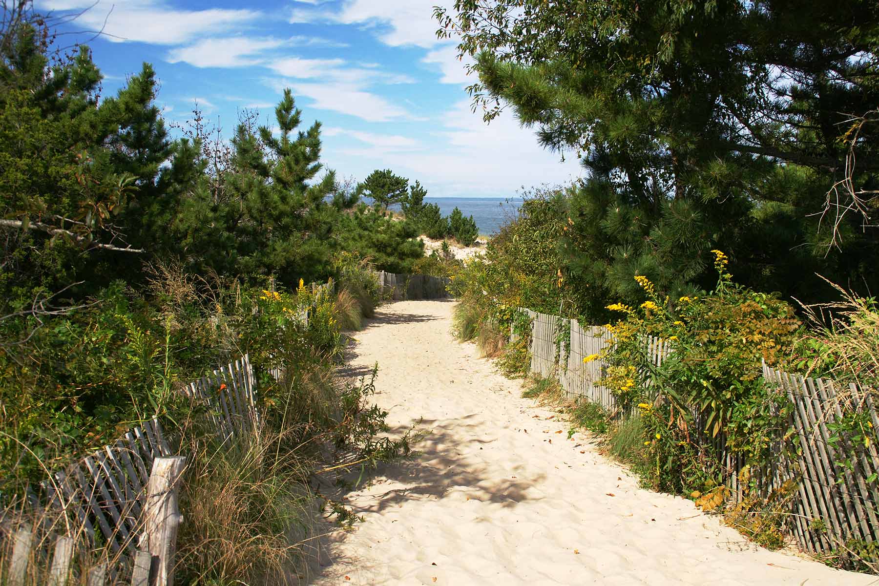 Beach and dunes at Cape Henlopen State Park in Lewes, Delaware