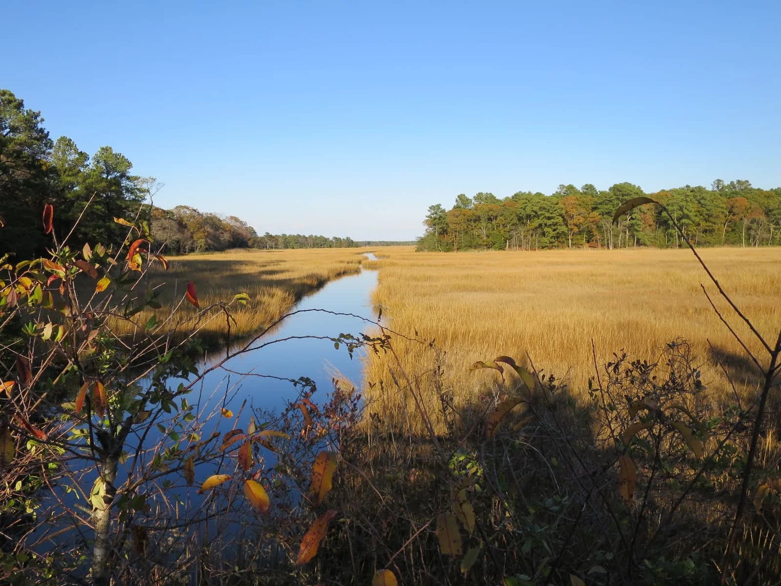 Quiet marsh landscape along the Delmarva coast