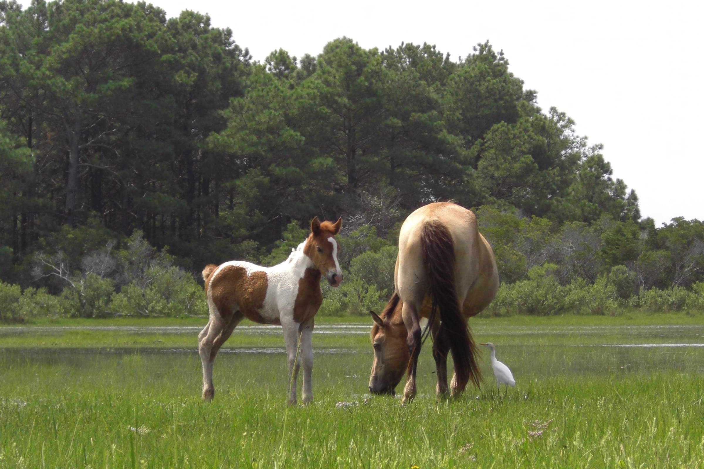 A Chincoteague mare and foal grazing together in the Assateague marsh