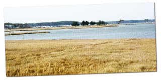 Salt-marsh shoreline along a southern Delaware inland bay
