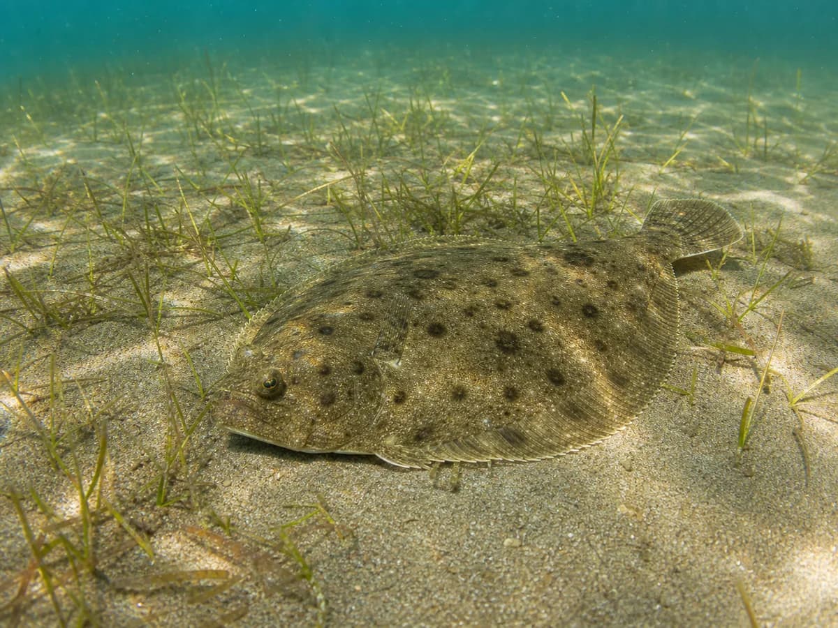 Summer flounder resting on a sandy bottom with sparse eelgrass