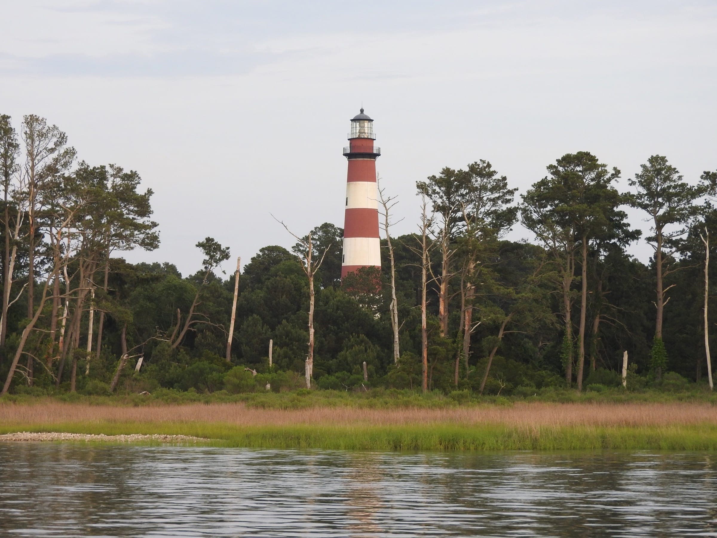 Red-and-white Assateague Lighthouse above maritime forest