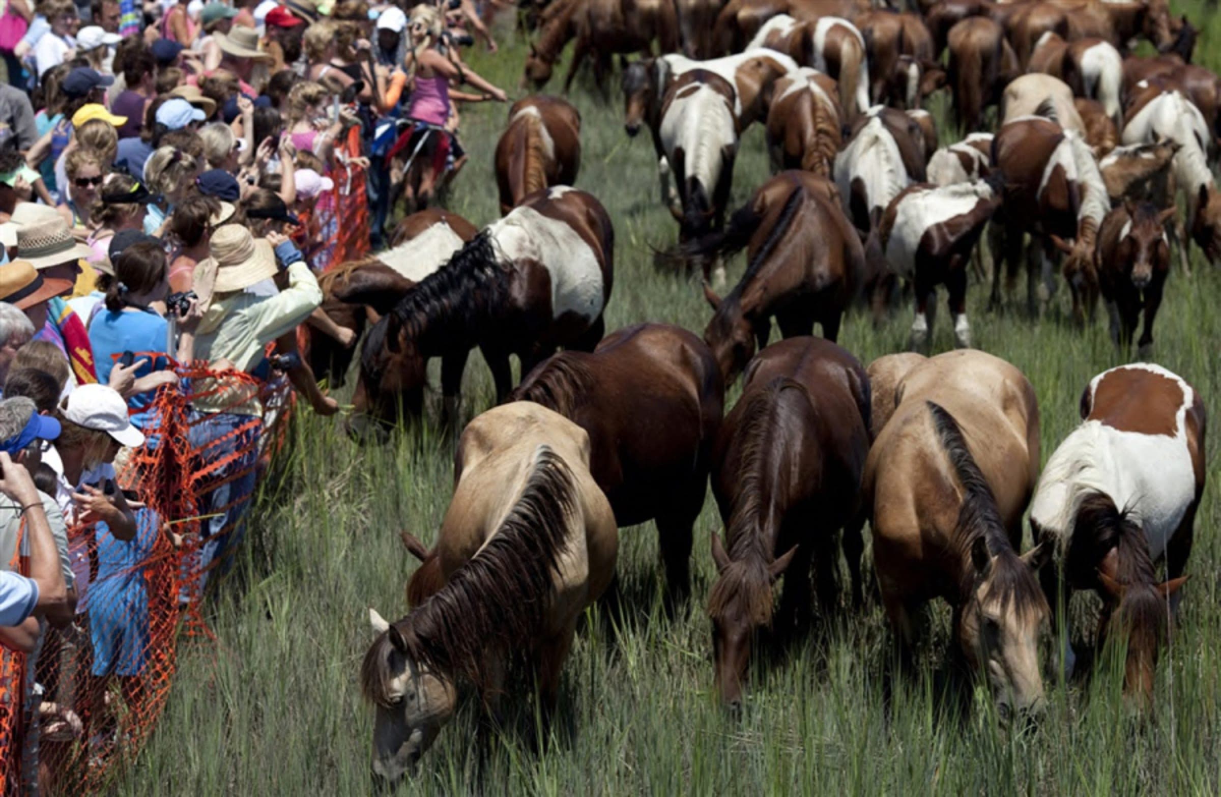 The Chincoteague pony herd arriving after the annual swim from Assateague Island