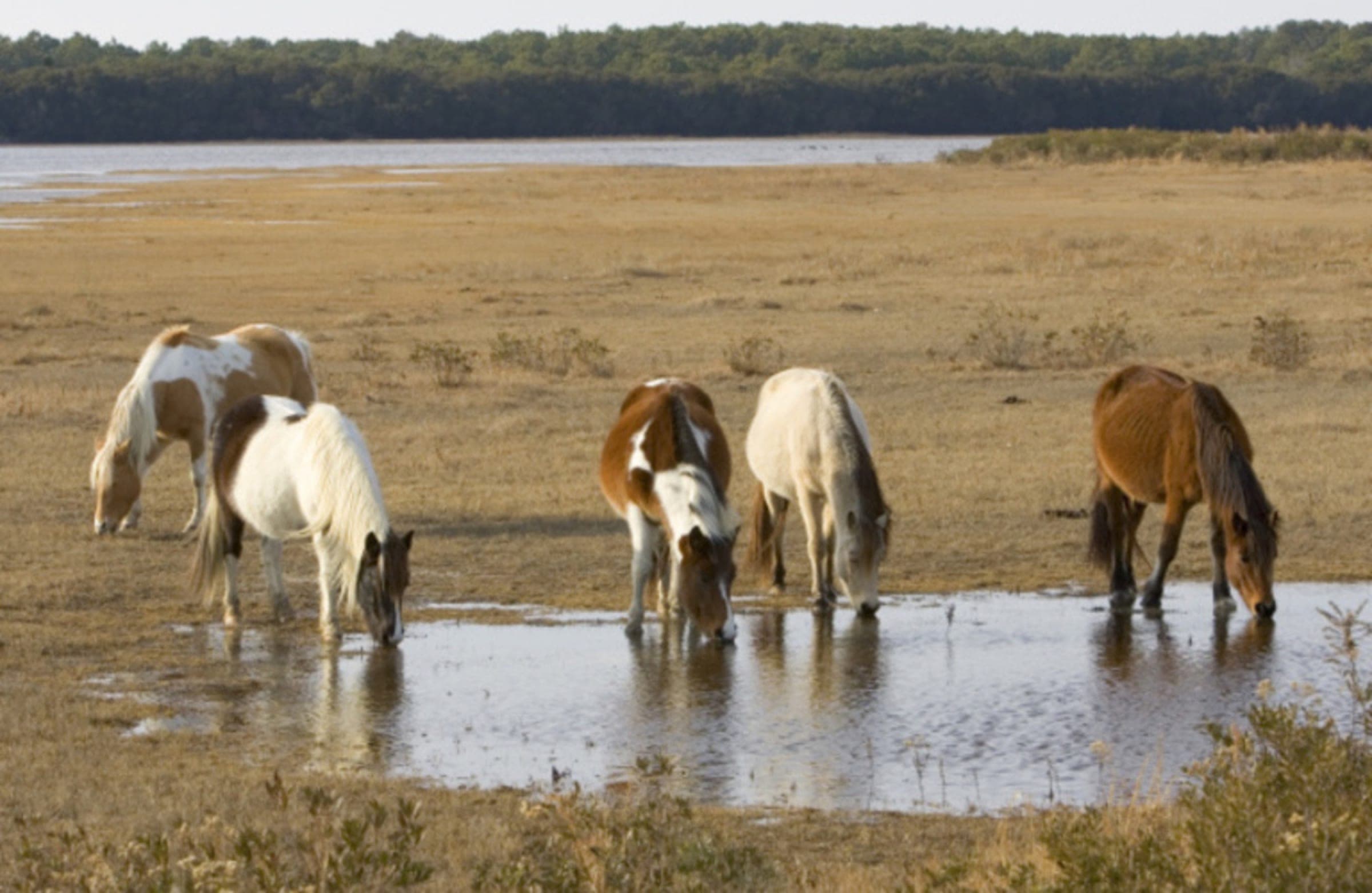 Wild Chincoteague ponies drinking from a tidal pool on Assateague Island