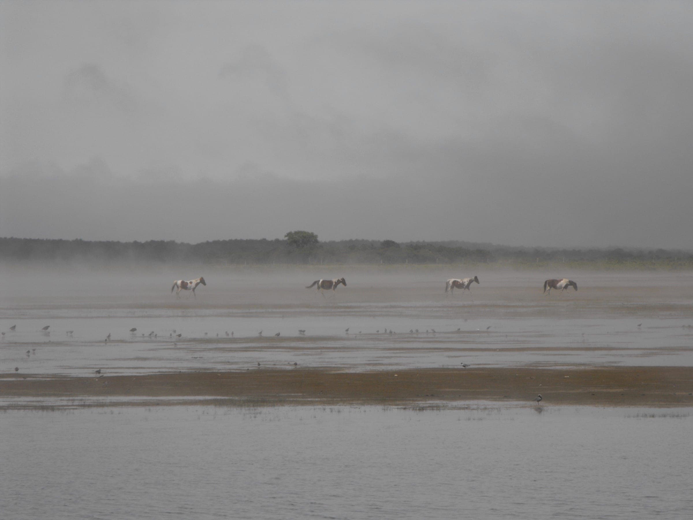 Wild ponies moving across the marsh in Chincoteague National Wildlife Refuge