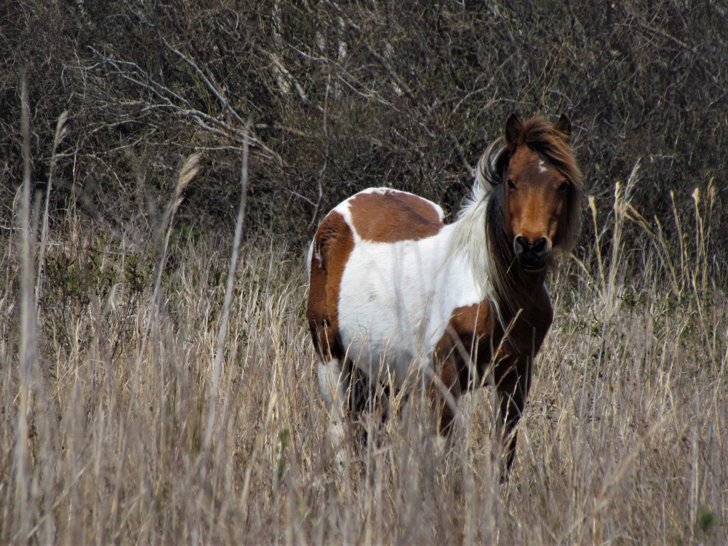 A wild Chincoteague pony standing among tall grasses on Assateague Island
