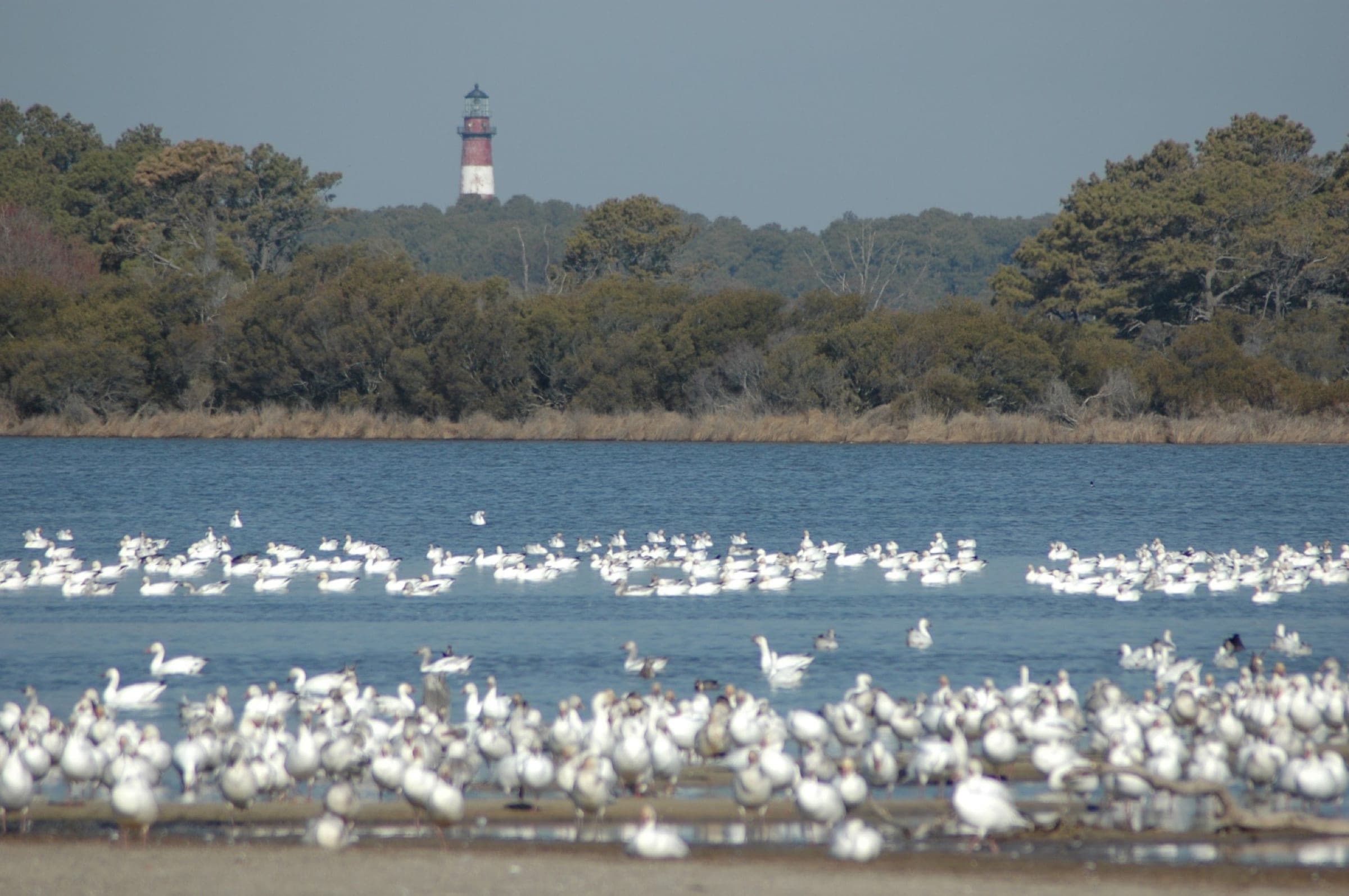 Snow geese gathering on the water with Assateague Lighthouse in the distance