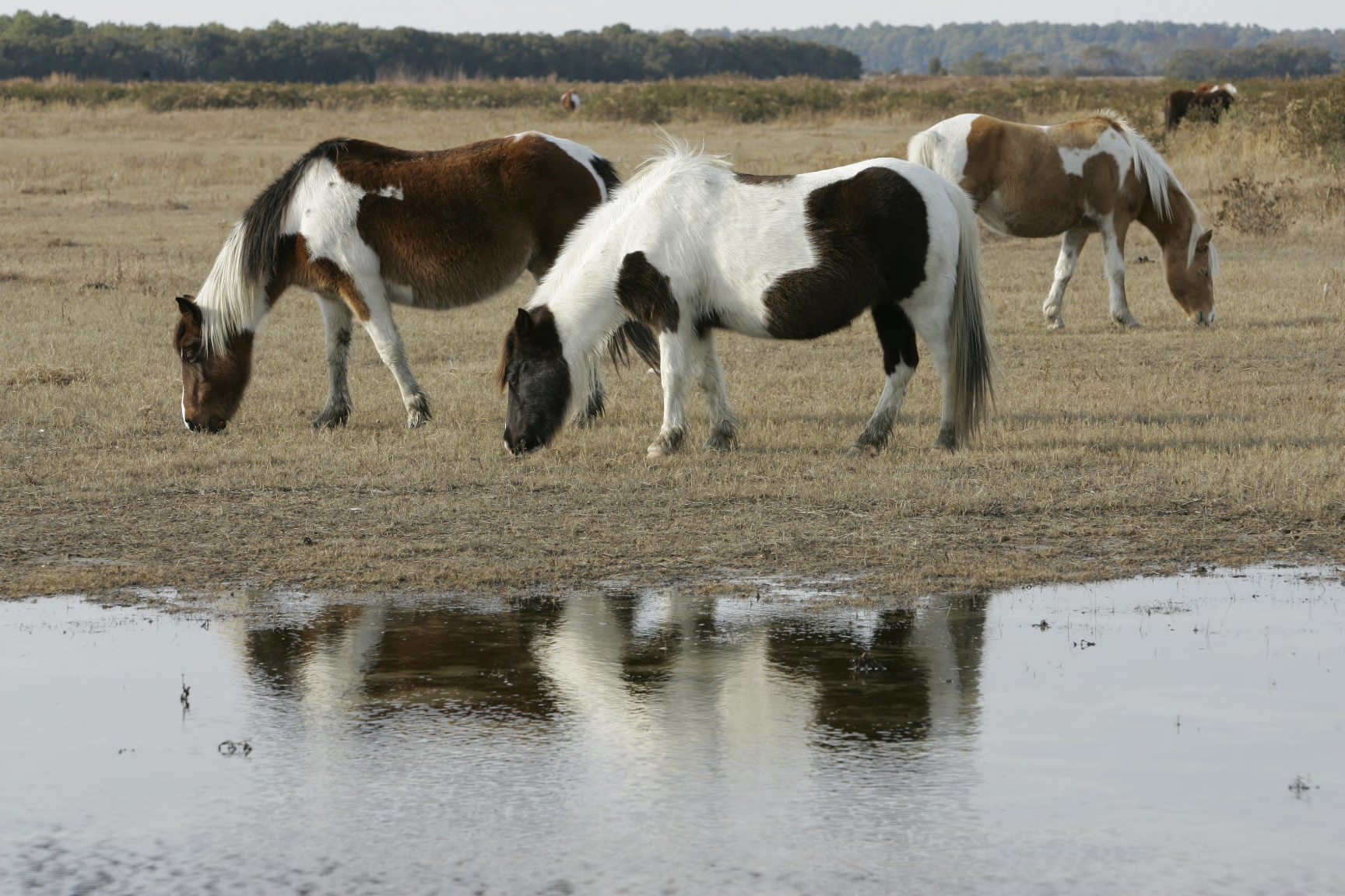 Wild Chincoteague ponies grazing in a coastal meadow